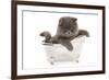 Domestic Cat, Exotic Shorthair, blue kitten, sitting in toy bath-Chris Brignell-Framed Photographic Print