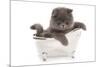 Domestic Cat, Exotic Shorthair, blue kitten, sitting in toy bath-Chris Brignell-Mounted Photographic Print