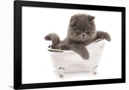 Domestic Cat, Exotic Shorthair, blue kitten, sitting in toy bath-Chris Brignell-Framed Photographic Print