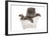 Domestic Cat, Exotic Shorthair, blue kitten, sitting in toy bath-Chris Brignell-Framed Photographic Print