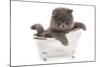 Domestic Cat, Exotic Shorthair, blue kitten, sitting in toy bath-Chris Brignell-Mounted Photographic Print