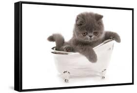 Domestic Cat, Exotic Shorthair, blue kitten, sitting in toy bath-Chris Brignell-Framed Stretched Canvas