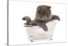 Domestic Cat, Exotic Shorthair, blue kitten, sitting in toy bath-Chris Brignell-Stretched Canvas