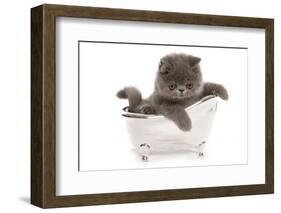 Domestic Cat, Exotic Shorthair, blue kitten, sitting in toy bath-Chris Brignell-Framed Photographic Print