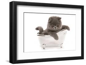 Domestic Cat, Exotic Shorthair, blue kitten, sitting in toy bath-Chris Brignell-Framed Photographic Print