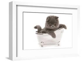 Domestic Cat, Exotic Shorthair, blue kitten, sitting in toy bath-Chris Brignell-Framed Photographic Print