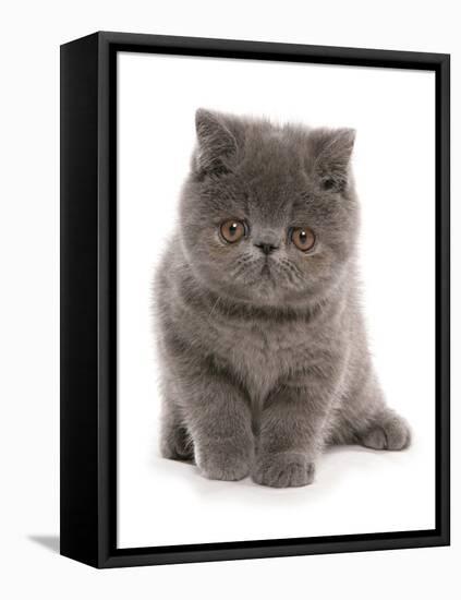 Domestic Cat, Exotic Shorthair, blue kitten, sitting-Chris Brignell-Framed Stretched Canvas