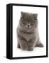 Domestic Cat, Exotic Shorthair, blue kitten, sitting-Chris Brignell-Framed Stretched Canvas
