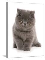 Domestic Cat, Exotic Shorthair, blue kitten, sitting-Chris Brignell-Stretched Canvas