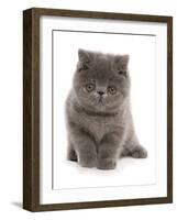 Domestic Cat, Exotic Shorthair, blue kitten, sitting-Chris Brignell-Framed Photographic Print