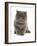 Domestic Cat, Exotic Shorthair, blue kitten, sitting-Chris Brignell-Framed Photographic Print