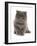 Domestic Cat, Exotic Shorthair, blue kitten, sitting-Chris Brignell-Framed Photographic Print