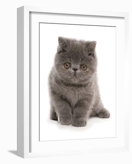 Domestic Cat, Exotic Shorthair, blue kitten, sitting-Chris Brignell-Framed Photographic Print