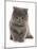 Domestic Cat, Exotic Shorthair, blue kitten, sitting-Chris Brignell-Mounted Photographic Print