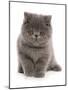 Domestic Cat, Exotic Shorthair, blue kitten, sitting-Chris Brignell-Mounted Photographic Print