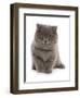 Domestic Cat, Exotic Shorthair, blue kitten, sitting-Chris Brignell-Framed Premium Photographic Print