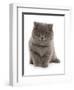 Domestic Cat, Exotic Shorthair, blue kitten, sitting-Chris Brignell-Framed Premium Photographic Print