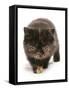 Domestic Cat, Exotic Shorthair, brown tortie kitten, walking-Chris Brignell-Framed Stretched Canvas