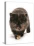 Domestic Cat, Exotic Shorthair, brown tortie kitten, walking-Chris Brignell-Stretched Canvas