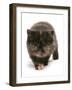 Domestic Cat, Exotic Shorthair, brown tortie kitten, walking-Chris Brignell-Framed Photographic Print