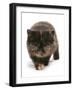 Domestic Cat, Exotic Shorthair, brown tortie kitten, walking-Chris Brignell-Framed Photographic Print