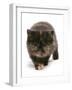 Domestic Cat, Exotic Shorthair, brown tortie kitten, walking-Chris Brignell-Framed Photographic Print