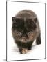 Domestic Cat, Exotic Shorthair, brown tortie kitten, walking-Chris Brignell-Mounted Photographic Print