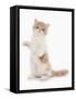 Domestic Cat, Exotic Shorthair, cream and white kitten, standing on hind legs-Chris Brignell-Framed Stretched Canvas