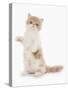 Domestic Cat, Exotic Shorthair, cream and white kitten, standing on hind legs-Chris Brignell-Stretched Canvas