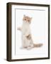 Domestic Cat, Exotic Shorthair, cream and white kitten, standing on hind legs-Chris Brignell-Framed Photographic Print