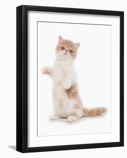 Domestic Cat, Exotic Shorthair, cream and white kitten, standing on hind legs-Chris Brignell-Framed Photographic Print