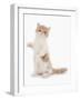 Domestic Cat, Exotic Shorthair, cream and white kitten, standing on hind legs-Chris Brignell-Framed Photographic Print