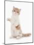 Domestic Cat, Exotic Shorthair, cream and white kitten, standing on hind legs-Chris Brignell-Mounted Photographic Print