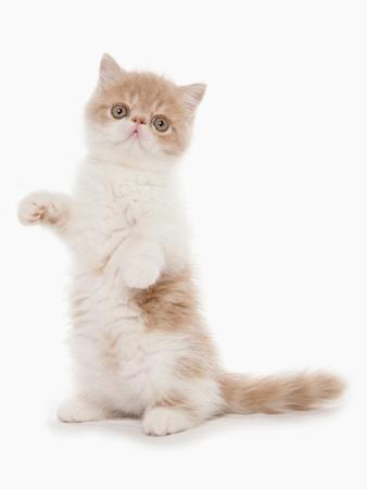 Cream and hot sale white kitten