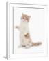 Domestic Cat, Exotic Shorthair, cream and white kitten, standing on hind legs-Chris Brignell-Framed Photographic Print