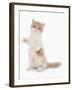 Domestic Cat, Exotic Shorthair, cream and white kitten, standing on hind legs-Chris Brignell-Framed Photographic Print