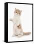 Domestic Cat, Exotic Shorthair, cream and white kitten, standing on hind legs-Chris Brignell-Framed Stretched Canvas