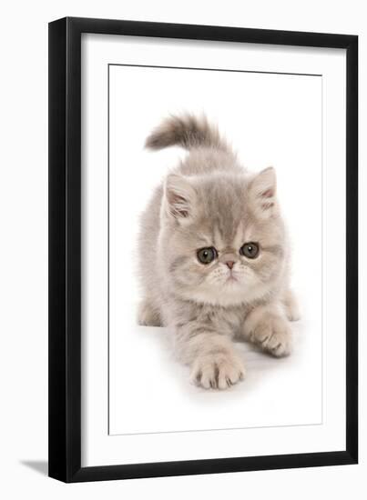 Domestic Cat, Exotic Shorthair, kitten, padding-Chris Brignell-Framed Photographic Print