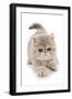 Domestic Cat, Exotic Shorthair, kitten, padding-Chris Brignell-Framed Photographic Print