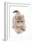 Domestic Cat, Exotic Shorthair, kitten, padding-Chris Brignell-Framed Photographic Print