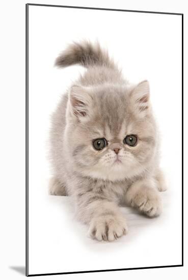 Domestic Cat, Exotic Shorthair, kitten, padding-Chris Brignell-Mounted Photographic Print