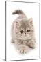 Domestic Cat, Exotic Shorthair, kitten, padding-Chris Brignell-Mounted Photographic Print