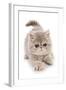 Domestic Cat, Exotic Shorthair, kitten, padding-Chris Brignell-Framed Photographic Print