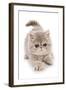 Domestic Cat, Exotic Shorthair, kitten, padding-Chris Brignell-Framed Photographic Print