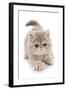 Domestic Cat, Exotic Shorthair, kitten, padding-Chris Brignell-Framed Photographic Print