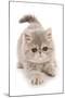 Domestic Cat, Exotic Shorthair, kitten, padding-Chris Brignell-Mounted Photographic Print