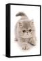 Domestic Cat, Exotic Shorthair, kitten, padding-Chris Brignell-Framed Stretched Canvas