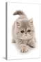 Domestic Cat, Exotic Shorthair, kitten, padding-Chris Brignell-Stretched Canvas