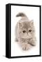 Domestic Cat, Exotic Shorthair, kitten, padding-Chris Brignell-Framed Stretched Canvas