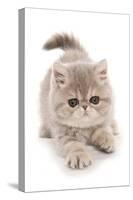 Domestic Cat, Exotic Shorthair, kitten, padding-Chris Brignell-Stretched Canvas